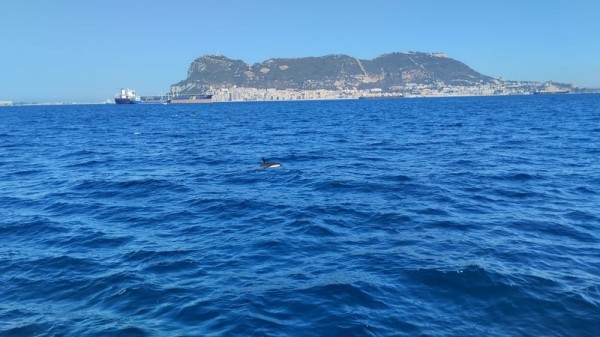 Delfíni a Skála v pozadí - Gibraltar