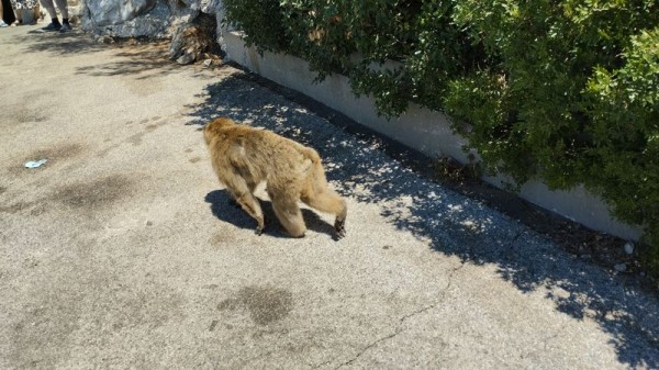 Opice - Gibraltar